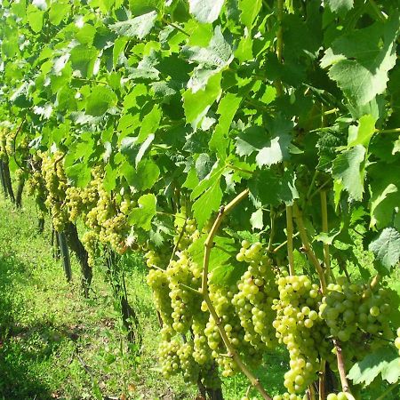 Gaestehof - Weinbau Saeger Nordheim am Main ภายนอก รูปภาพ