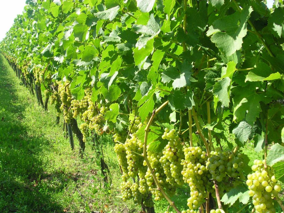 Gaestehof - Weinbau Saeger Nordheim am Main ภายนอก รูปภาพ